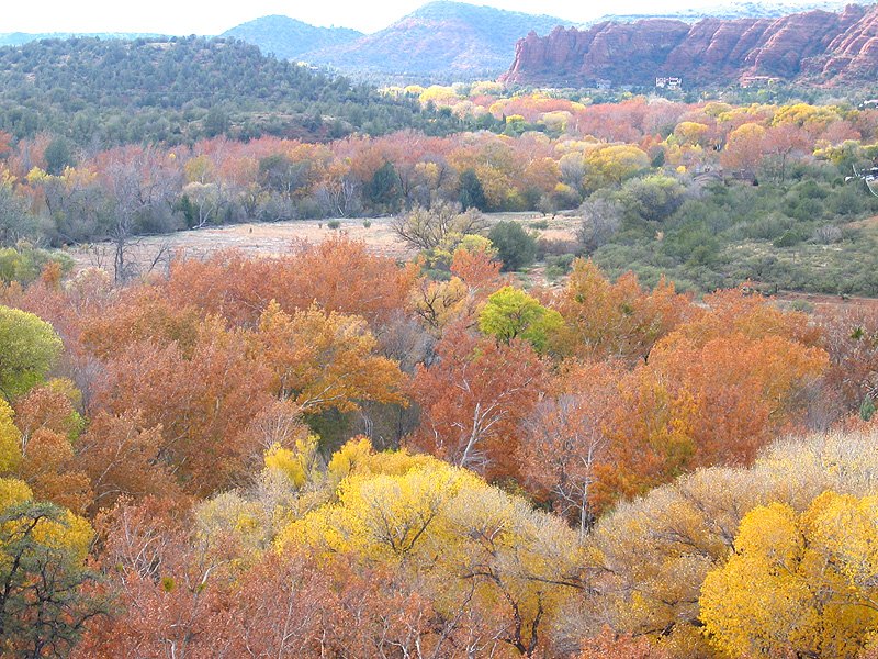 fall trees (msf 0024).jpg